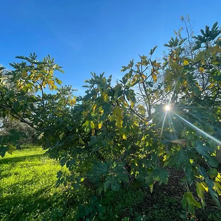 Samorinha House Assares