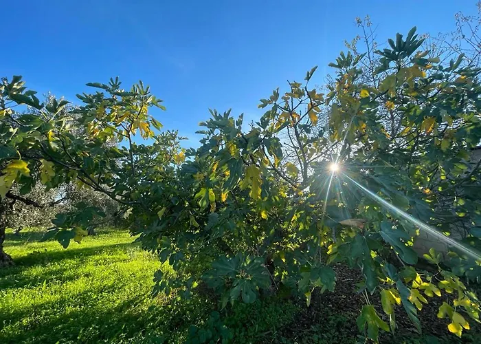 Samorinha House Assares